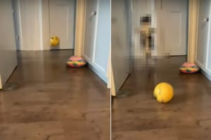 ボール遊びが大好きな猫。飼い主さんが高くバウンドするようにボールを跳ねさせると・・・、部屋からあらわれた姿にビックリ！！