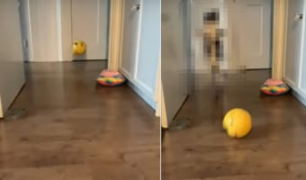 ボール遊びが大好きな猫。飼い主さんが高くバウンドするようにボールを跳ねさせると・・・、部屋からあらわれた姿にビックリ!!