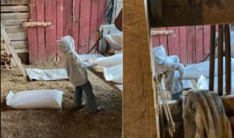 お父さんのお手伝いをする男の子。トラックから重い飼料をなんとかしておろそうとする根気強いその姿が、健気でもありカッコよくもあります!!