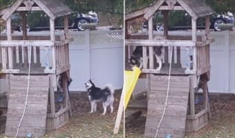 もしかして上り方を教えてあげているの?アスレチックの周りにいるハスキーたち。どうやら階段の上り方を伝授しているようです