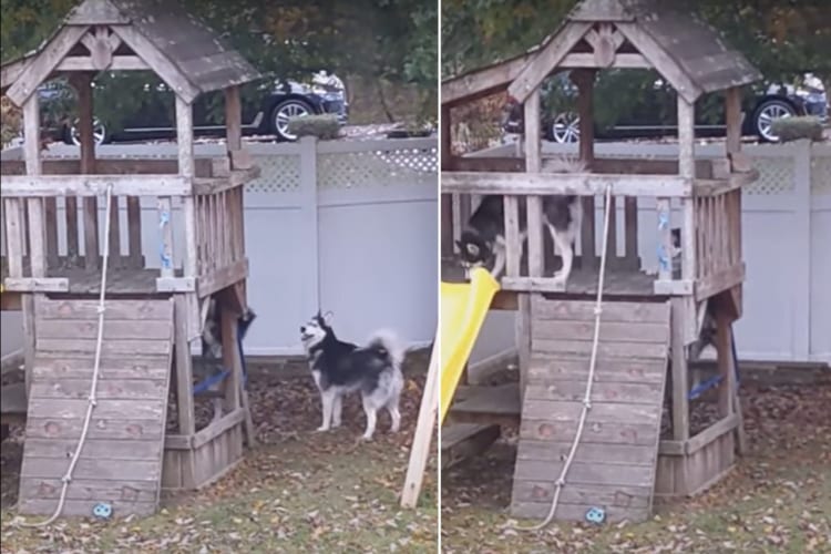 もしかして上り方を教えてあげているの？アスレチックの周りにいるハスキーたち。どうやら階段の上り方を伝授しているようです