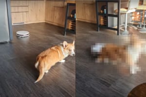 まったりくつろいでいたコーギーに、後ろからまさかの刺客が！！ルンバが突進してきてビックリ！！