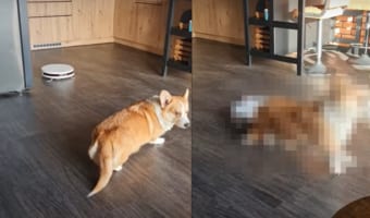 まったりくつろいでいたコーギーに、後ろからまさかの刺客が!!ルンバが突進してきてビックリ!!
