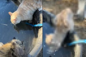 イタズラっ子すぎる！深めのタンクに踏ん張って水を飲んでいた猫。この子をその後ろからツンっと押したとんでもない子がいたんです！！