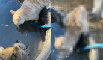 イタズラっ子すぎる!深めのタンクに踏ん張って水を飲んでいた猫。この子をその後ろからツンっと押したとんでもない子がいたんです!!