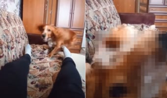 綺麗にその場でクルッと回転して・・・ドスン!寝転ぶ飼い主さんに抱っこしてほしい甘えん坊のダックスフンドの身のこなしが洗練されている