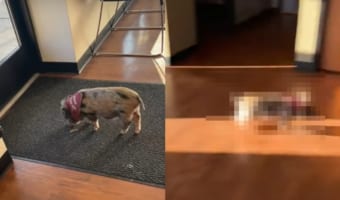 テンション上がった?かわいい子豚が室内を走る!一度止まるも・・・やはり室内を目一杯駆け回る!!