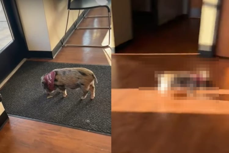 テンション上がった？かわいい子豚が室内を走る！一度止まるも・・・やはり室内を目一杯駆け回る！！