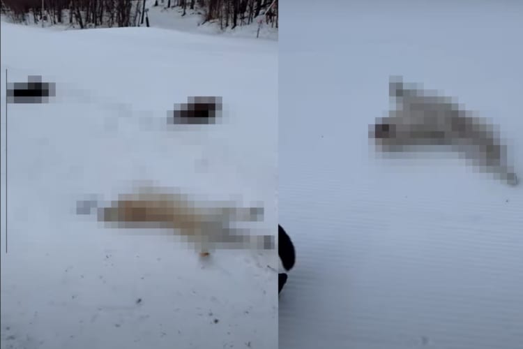 雪の上で頭や体をこすらせるようにして滑って進んでいくラブラドールレトリバーたち。もしかしてこの子達の間でブームなんでしょうか？