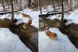 これは冷たそう！！雪も積もる小川の近くで追いかけっこをしていたコーギーたち。追われるコーギーが誤って川へポチャンと落ちてしまいました！！