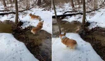 これは冷たそう!!雪も積もる小川の近くで追いかけっこをしていたコーギーたち。追われるコーギーが誤って川へポチャンと落ちてしまいました!!