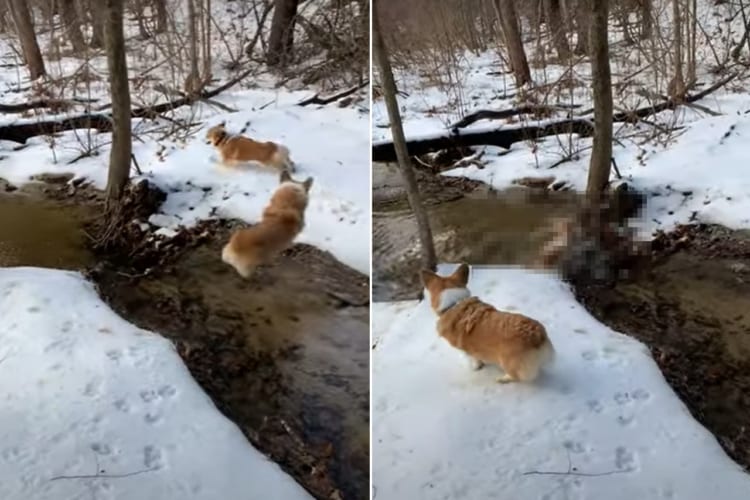 これは冷たそう！！雪も積もる小川の近くで追いかけっこをしていたコーギーたち。追われるコーギーが誤って川へポチャンと落ちてしまいました！！