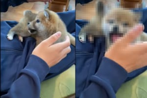 「触らないで！」飼い主さんに体を撫でられたり、顔に手を近付けられるのが嫌な子犬。キャンキャンと声を上げて威嚇して、なんとか阻止したいようです