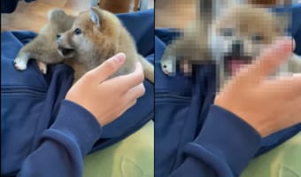 「触らないで！」飼い主さんに体を撫でられたり、顔に手を近付けられるのが嫌な子犬。キャンキャンと声を上げて威嚇して、なんとか阻止したいようです