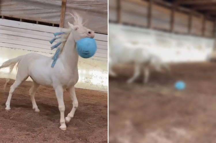 新しいボールのオモチャを貰って大喜びのお馬さん。ところが、大はしゃぎしすぎた結果30秒も経たずにそのボールはダメになってしまいました！！