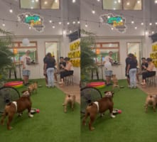 風船遊びが大好きなフレンチブルドッグ。ひとりで見事に風船をヘディングしたり、周囲の人に風船を投げてもらったりして楽しそう！！