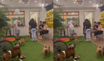 風船遊びが大好きなフレンチブルドッグ。ひとりで見事に風船をヘディングしたり、周囲の人に風船を投げてもらったりして楽しそう！！