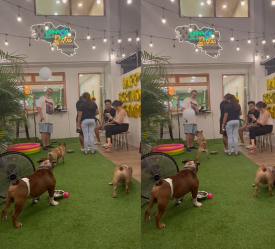 風船遊びが大好きなフレンチブルドッグ。ひとりで見事に風船をヘディングしたり、周囲の人に風船を投げてもらったりして楽しそう！！