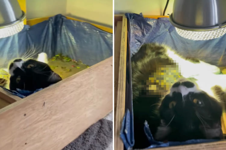 ヒートランプが暖かくてお昼寝にちょうどよかったのかな？猫が我が物顔で侵入していたのは・・・、なんと『とあるお友達』のお家でした！！