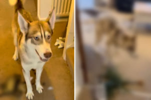 すっごく楽しそうで満足げなシベリアンハスキー。しかし、飼い主さんは憂鬱だったはず。・・・その理由は部屋の様子を見れば一目瞭然。