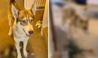 すっごく楽しそうで満足げなシベリアンハスキー。しかし、飼い主さんは憂鬱だったはず。・・・その理由は部屋の様子を見れば一目瞭然。