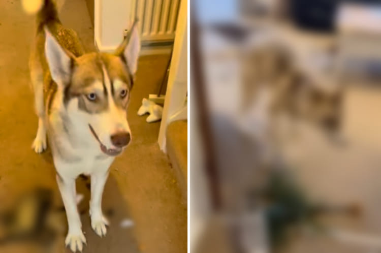 すっごく楽しそうで満足げなシベリアンハスキー。しかし、飼い主さんは憂鬱だったはず。・・・その理由は部屋の様子を見れば一目瞭然。