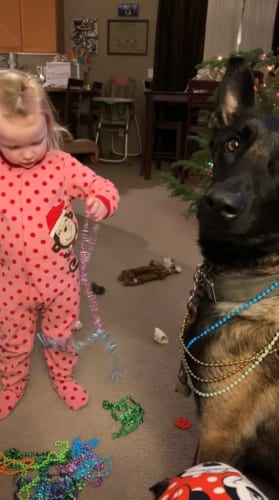 犬をドレスアップしても大丈夫ですか?