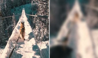 そのスピードで走るの?!スキーを曳く救助犬が全力疾走するのは、なんと雪が積もった吊り橋の上!!『スキージョーリング』の様子が迫力満点すぎる