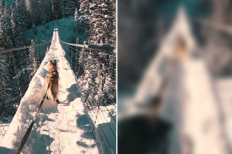 そのスピードで走るの？！スキーを曳く救助犬が全力疾走するのは、なんと雪が積もった吊り橋の上！！『スキージョーリング』の様子が迫力満点すぎる