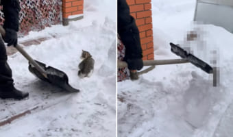 猫は液体ではなく雪だった？！自分も一緒に雪かきをしてもらいたい猫。最近のマイブームはスコップですくってもらうこと！