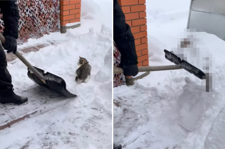 猫は液体ではなく雪だった？！自分も一緒に雪かきをしてもらいたい猫。最近のマイブームはスコップですくってもらうこと！