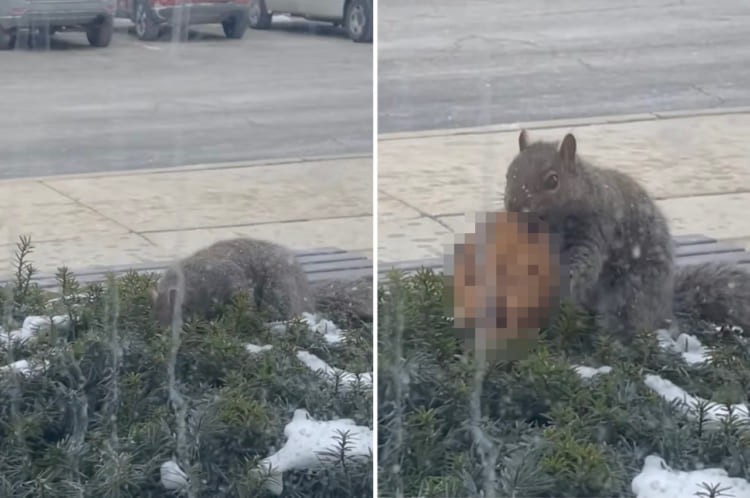 【大発見】この日、世界一ラッキーだったリスはきっとこの子。リスがガサゴソと茂みを漁っていると・・・、とんでもないものを発見しました！！