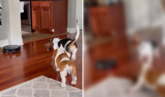 ロボット掃除機に警戒心を示す2匹の犬。けど、君たち腰が引けちゃってるよ？？