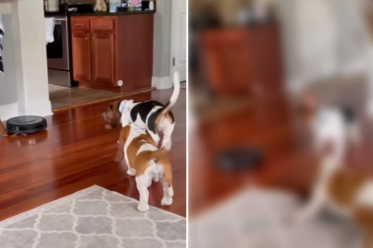 ロボット掃除機に警戒心を示す2匹の犬。けど、君たち腰が引けちゃってるよ？？