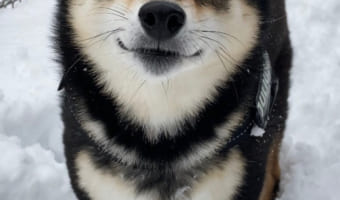 雪かきは辛いけど・・・。雪かきを頑張る飼い主さんに黒豆柴が向けた無邪気で愛らしい「笑顔」に癒される人続出!