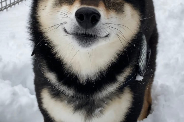 雪かきは辛いけど・・・。雪かきを頑張る飼い主さんに黒豆柴が向けた無邪気で愛らしい「笑顔」に癒される人続出！