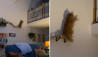 途中までしかないキャットウォールの先にあるロフトまでなんとかして行きたい猫。そこでこの子は『ある面白い行動』を見せました!