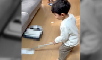 「発想がかわいい」「天才」自宅で五輪でも人気の競技『カーリング』ごっこを始めた3歳の男の子。ストーンとブラシの代わりにしたのは・・・