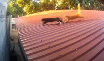 屋根の上でケンカを繰り広げる猫たち、音を立てて走り回ったり、壁ジャンプをしたり・・・スピード感溢れる勝負の結末は如何に!!