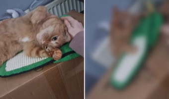 リラックスしている猫。飼い主さんに頭も撫でてもらい、ご満悦になっていたところでまさかのアクシデントが!!これはくつろいでいる場所が悪かった