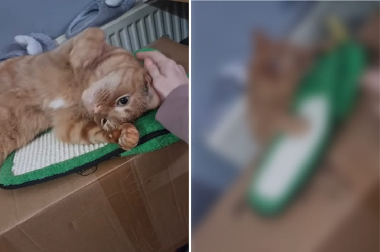 リラックスしている猫。飼い主さんに頭も撫でてもらい、ご満悦になっていたところでまさかのアクシデントが！！これはくつろいでいる場所が悪かった