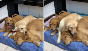 「重いニャ〜!!」仲良しの犬たちとくつろいでいた猫。ところが飼い主さんに声に夢中になったお友達に存在を忘れられ・・・、これは不遇すぎる!!