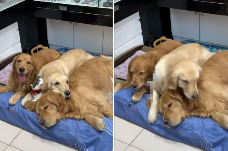 「重いニャ〜！！」仲良しの犬たちとくつろいでいた猫。ところが飼い主さんに声に夢中になったお友達に存在を忘れられ・・・、これは不遇すぎる！！