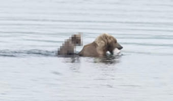 川に入ったお母さんクマの背中にいる赤ちゃんクマ。きょうだいは自力で泳いでいるのに、この子は楽ちんそう。浅瀬まで連れて行ってもらいました