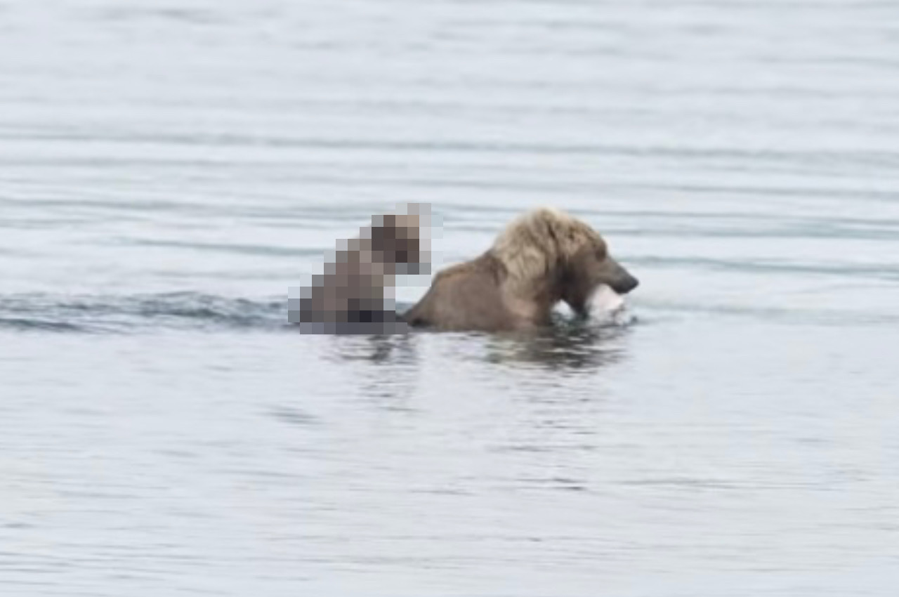 川に入ったお母さんクマの背中にいる赤ちゃんクマ。きょうだいは自力で泳いでいるのに、この子は楽ちんそう。浅瀬まで連れて行ってもらいました