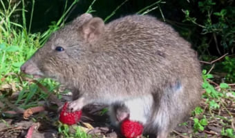 果実をもぐもぐするネズミカンガルー。そのお腹をよく見ると・・・、あらビックリ!!