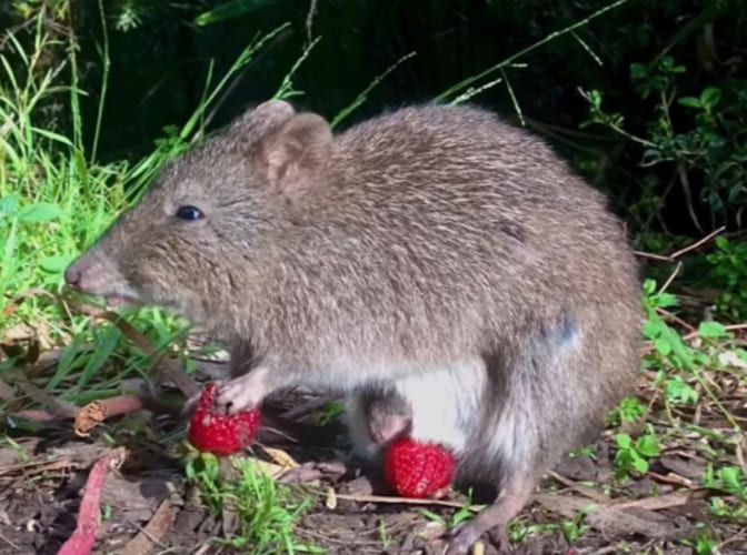果実をもぐもぐするネズミカンガルー。そのお腹をよく見ると・・・、あらビックリ！！