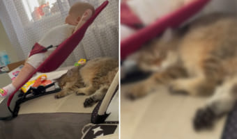 楽しそうにバウンサーを揺らす赤ちゃん。その下には、ムギュッと頭を踏まれる猫の姿が!ところが、これが心地いいらしく移動する様子はありません