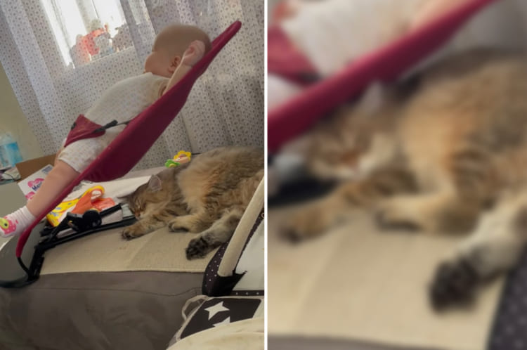 楽しそうにバウンサーを揺らす赤ちゃん。その下には、ムギュッと頭を踏まれる猫の姿が！ところが、これが心地いいらしく移動する様子はありません
