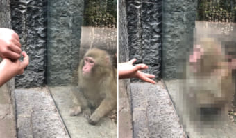 「そんなウソ!消えちゃった?!」サルに手にしたモノが消えるマジックを披露したら、ビックリ仰天して秀逸なリアクションを見せてくれました